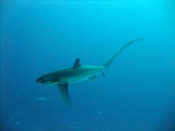 Thresher shark - nice and close to check out Frammo.