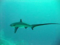 Thresher Shark, after checking out Frammo.